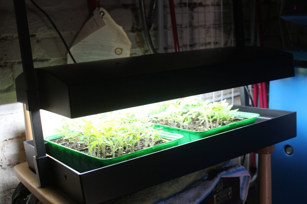 Der Lichtkasten in Betrieb, die Leuchtstoffröhren zur Vorzucht der Pflanzen leuchten.